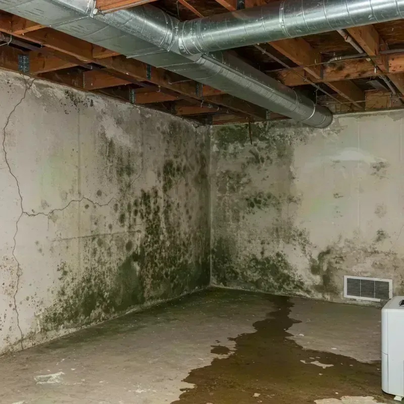 Professional Mold Removal in Mountain View, MO